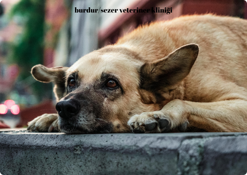 ''Burdur'da Köpeklerde Obezite Ve Bizden Tavsiyeler''